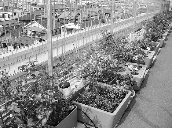 屋上の菜園スペース(「ゆうゆう倶楽部もとしお」で)