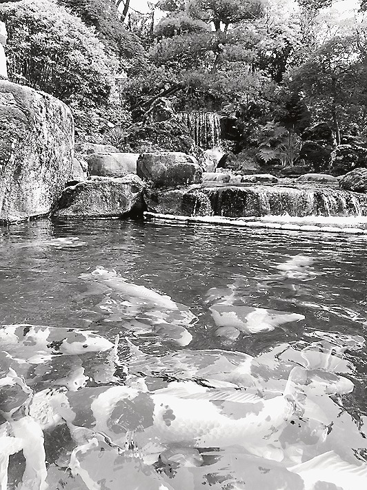 「錦鯉の里」の日本庭園には豪華な錦鯉が泳ぐ