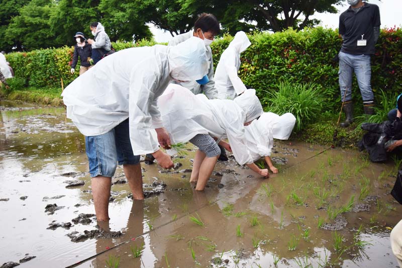 六本木ヒルズ屋上庭園で近隣住民ら100人が田植え 森ビル、3年ぶりに再開
