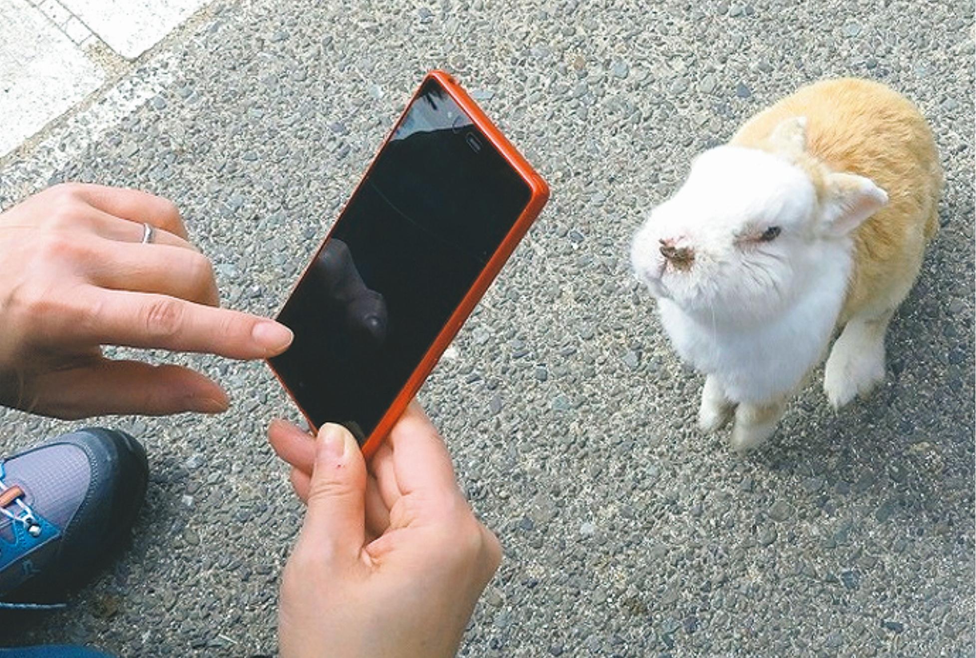 約700羽の野生ウサギが棲息