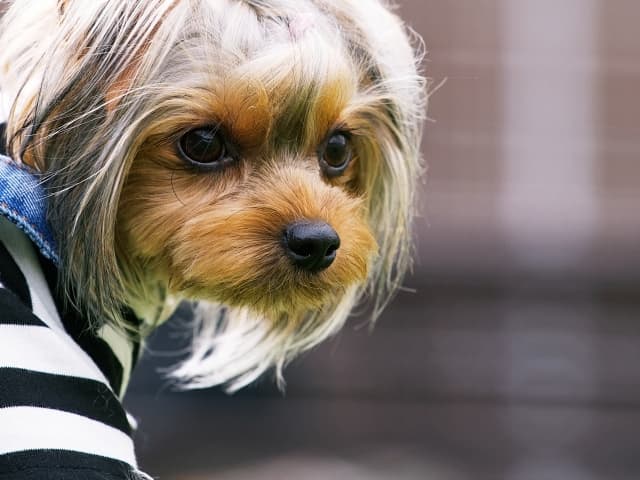 犬の保育園付き賃貸事業化検証開始 三菱地所「P-man」