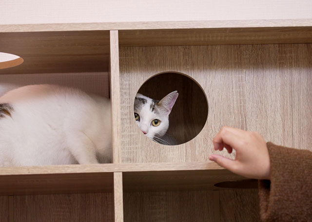 ネコ不動産 空き家活用で多頭飼育管理プラン