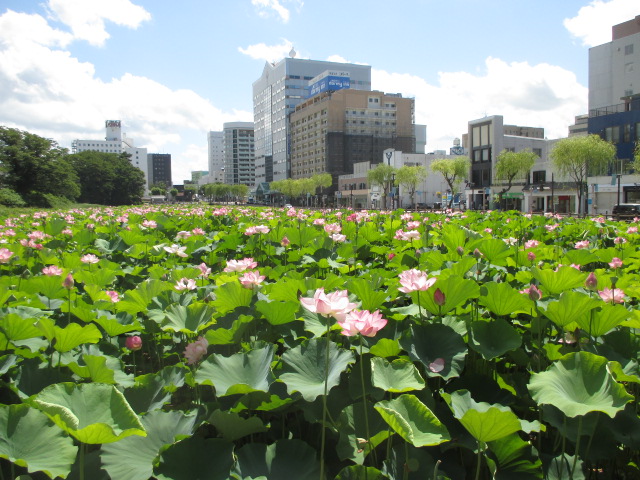 「大手門のお堀」。このお堀には7月から9月にかけて、蓮の花が咲き乱れる