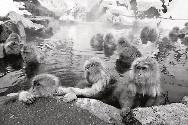気持ちよさそうに湯につかる地獄谷の猿たち