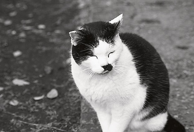 神楽坂の路地裏を散策していると猫に出会えることも