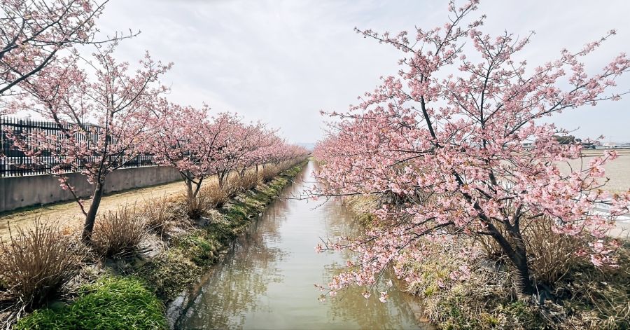 桜は日本を代表する花。満開となる4月ともなればどこの名所も日本人はもちろん外国人観光客であふれかえる。その訪日外国人が今年は4000人を超える見込みだ。コロナ下では身を細めていた民泊が昨年頃から再び脚光を浴び始めている(写真は徳島県阿南市那賀川町の河津桜並木)