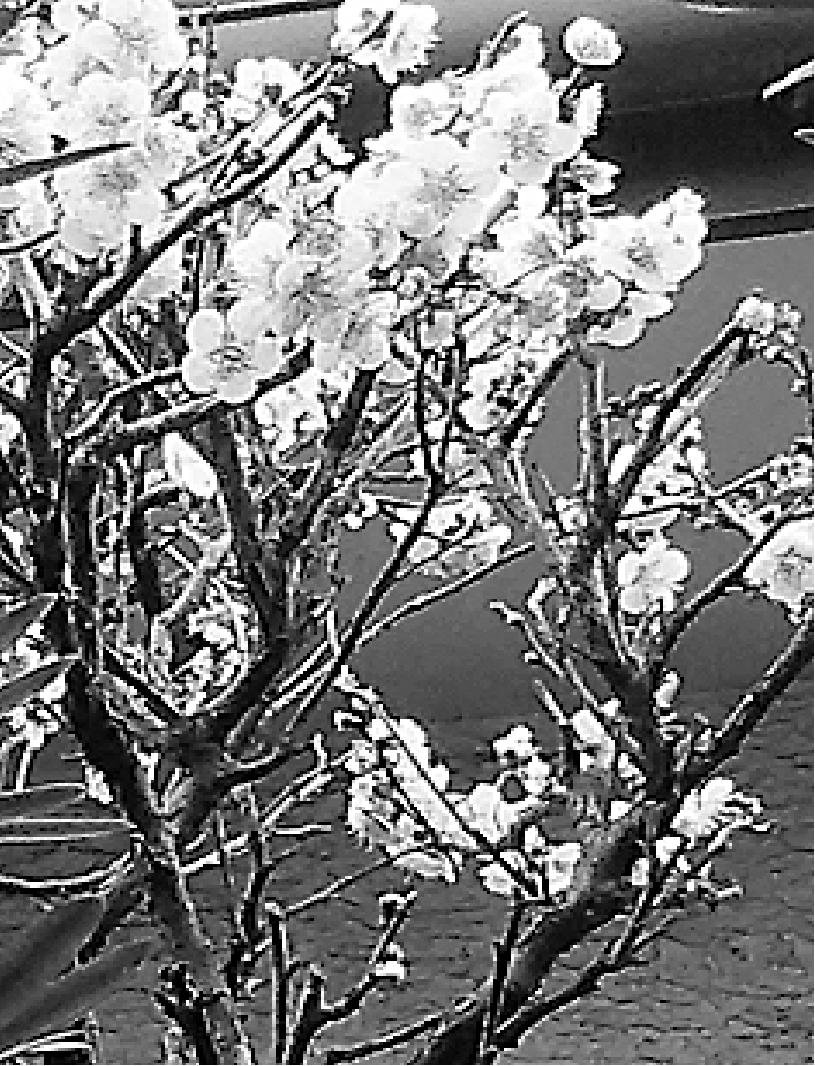 居酒屋の詩 (40) 東風(こち)吹かばにほいおこせよ梅の花 あるじなしとて春を忘るな