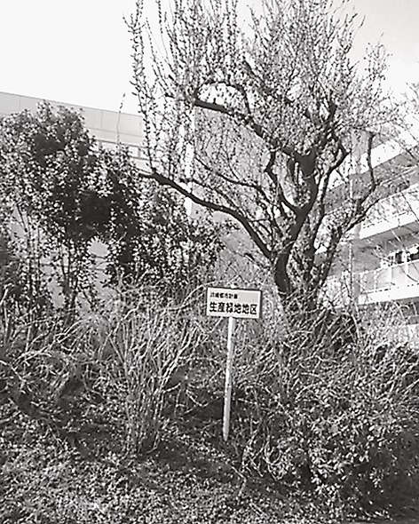 指定解除が22年に迫る生産緑地のうち宅地化される土地はどれぐらいなのか