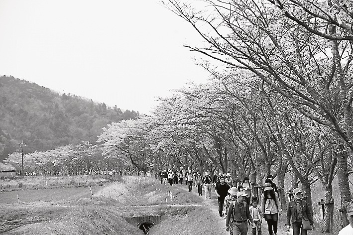 三田さくら回廊ウオーク