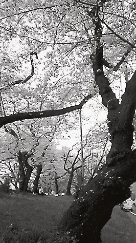 桜は時を重ねた老木ほど美しい
