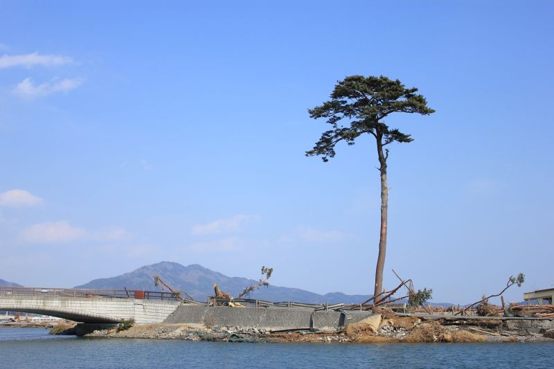 東日本大震災の直後、奇跡の一本松として知られた