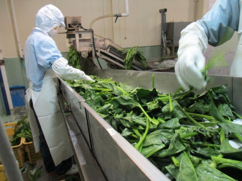 野菜の加工作業のイメージ